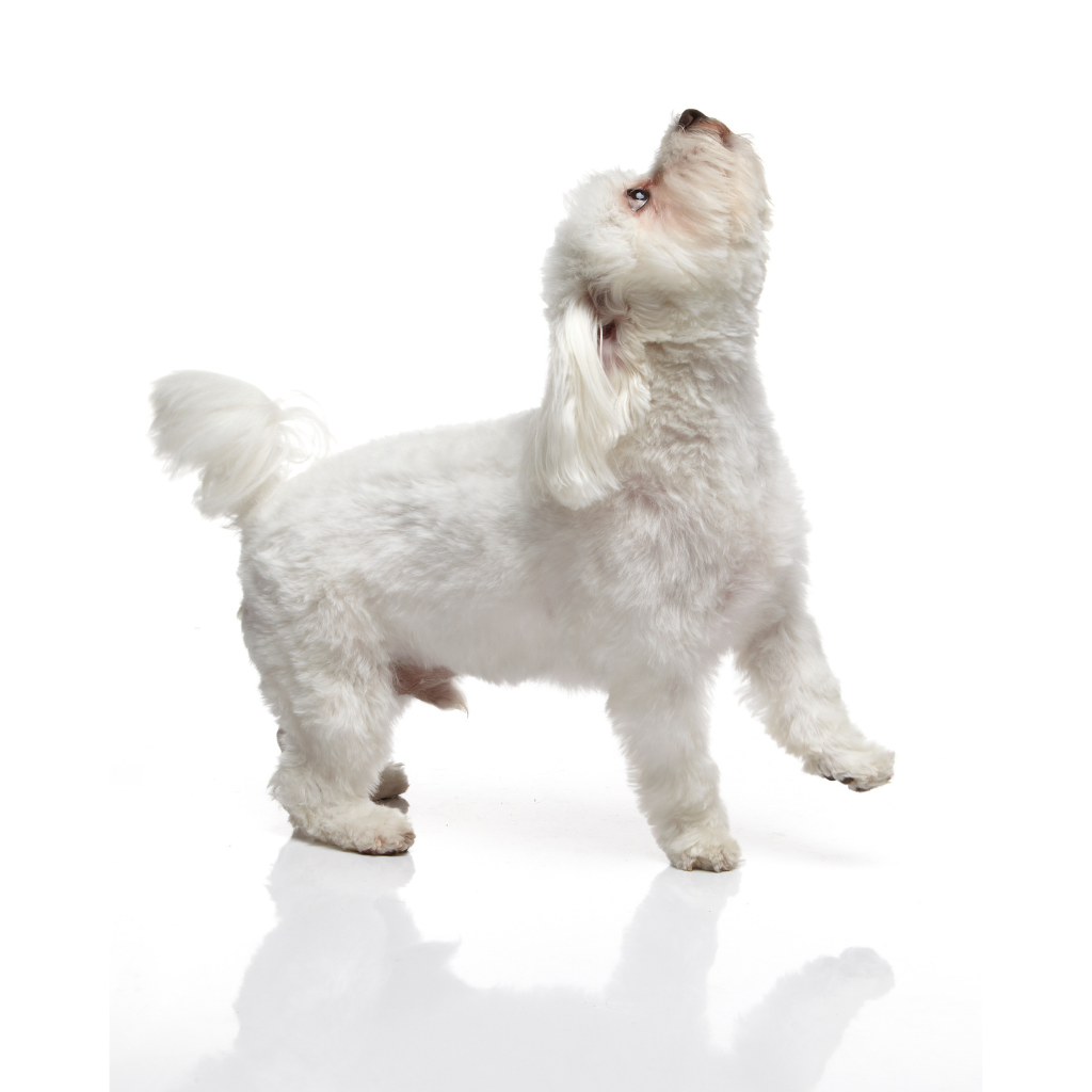 Maltese (Ou Maltais, Bichon Maltais)