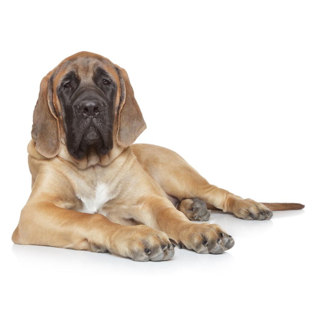 Mastiff (Ou Old English Mastiff, Dogue Anglais)