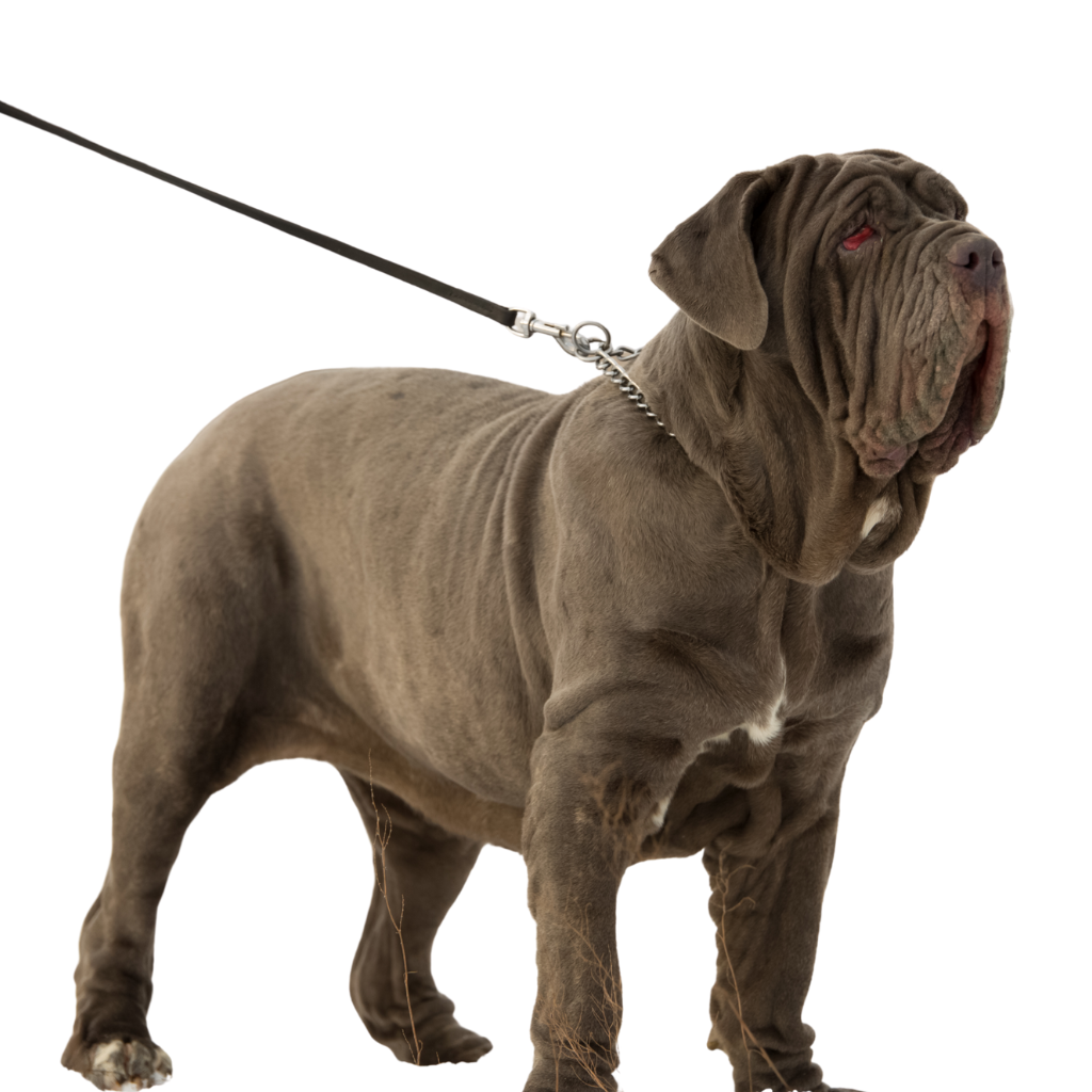 Neapolitan Mastiff (Mastino Napoletano)