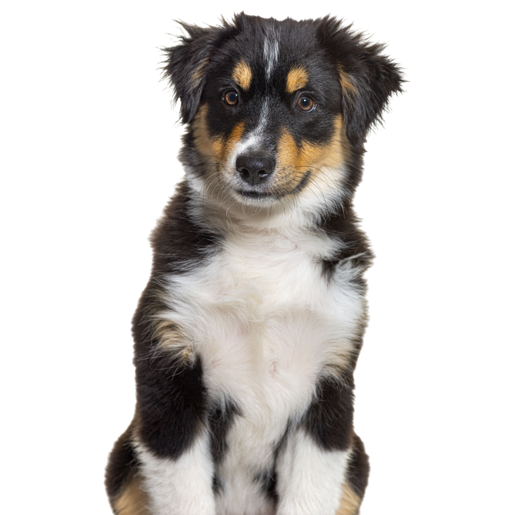 Miniature American Shepherd (or Miniature American Shepherd)