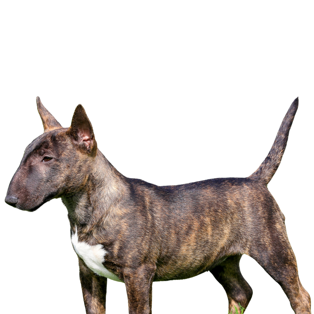 Bull Terrier Miniatura
