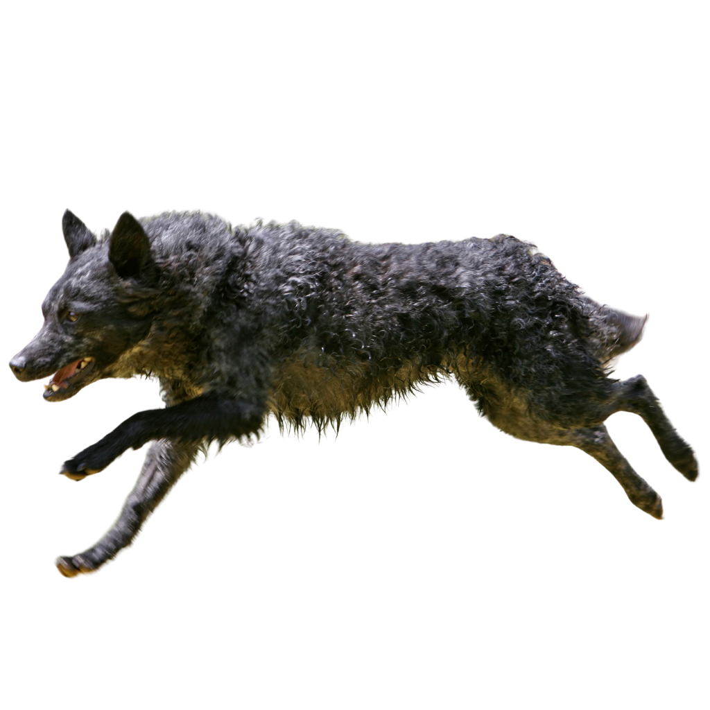 Mudi (Ou Mudi Hongrois)