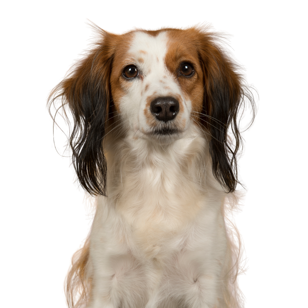 Dutch Kooikerhondje