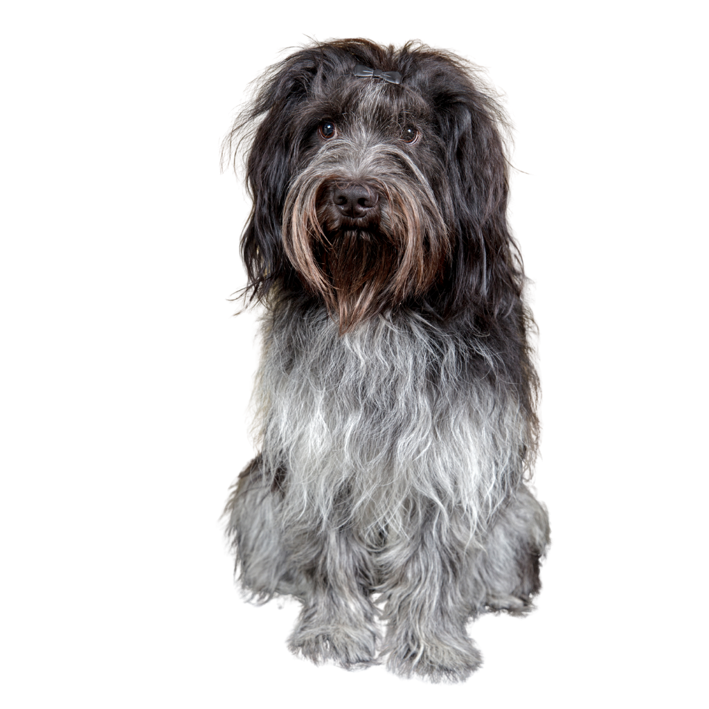 Schapendoes Neerlandés (o Schapendoes, Perro Pastor Holandés)