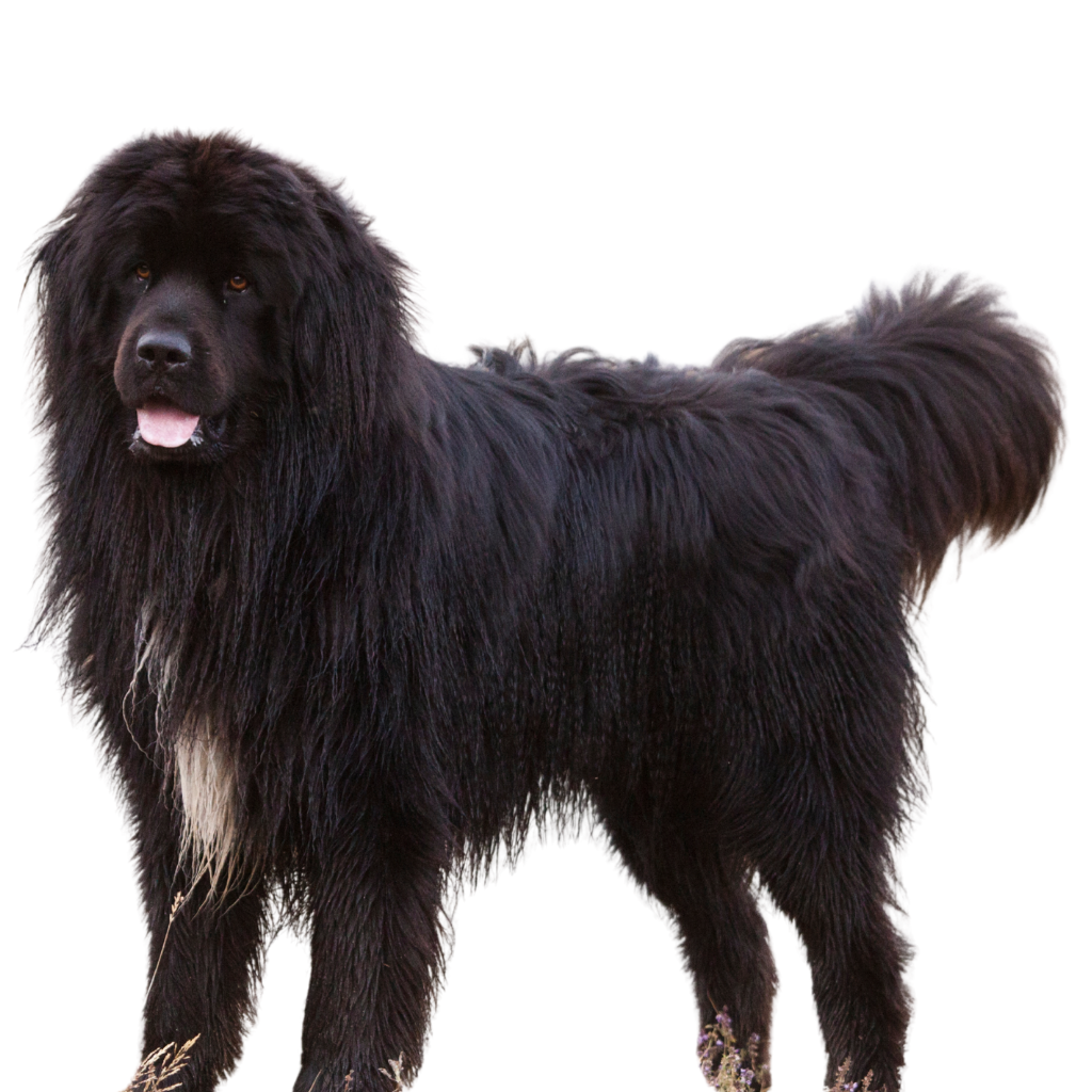 Newfoundland (Ou Terre-Neuve, Chien de Terre-Neuve, Newfie)