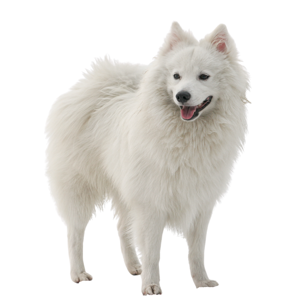 Nihon Supittsu (of Japanse Spitz)