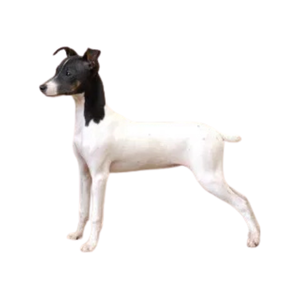 Nihon Teria (Of Japanse Terrier, Japanese Terrier)