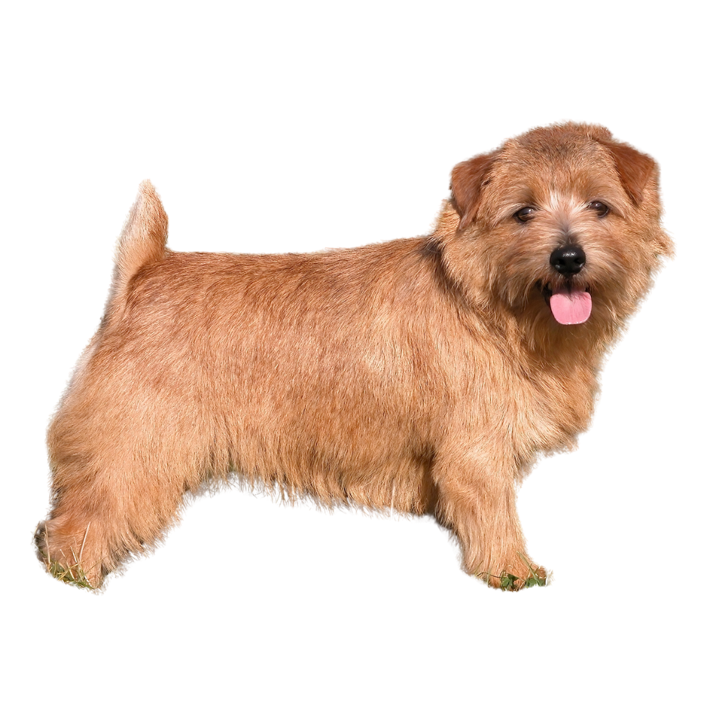 Norfolk Terrier