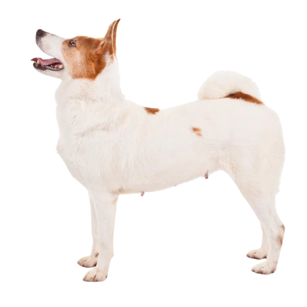 Norrbottenspets (or Norrbotten Spitz)