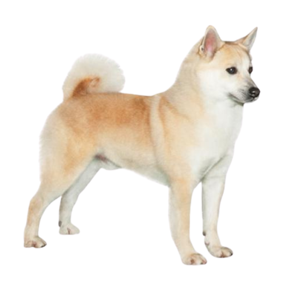 Norsk Buhund (Ou Berger Norvégien)