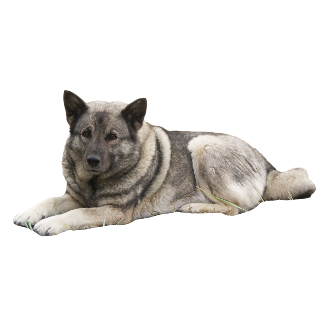 Norsk Enghund Grå (Ou Chien d'élan norvégien gris, Elkhound Gris, Norwegian Elkhound)