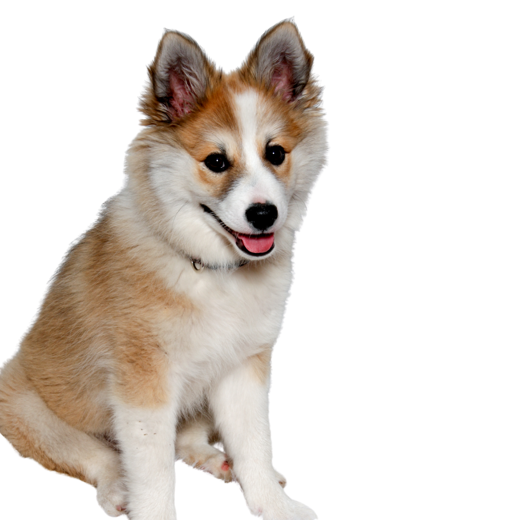 Norsk Lundehund (Norwegian Puffin Dog)