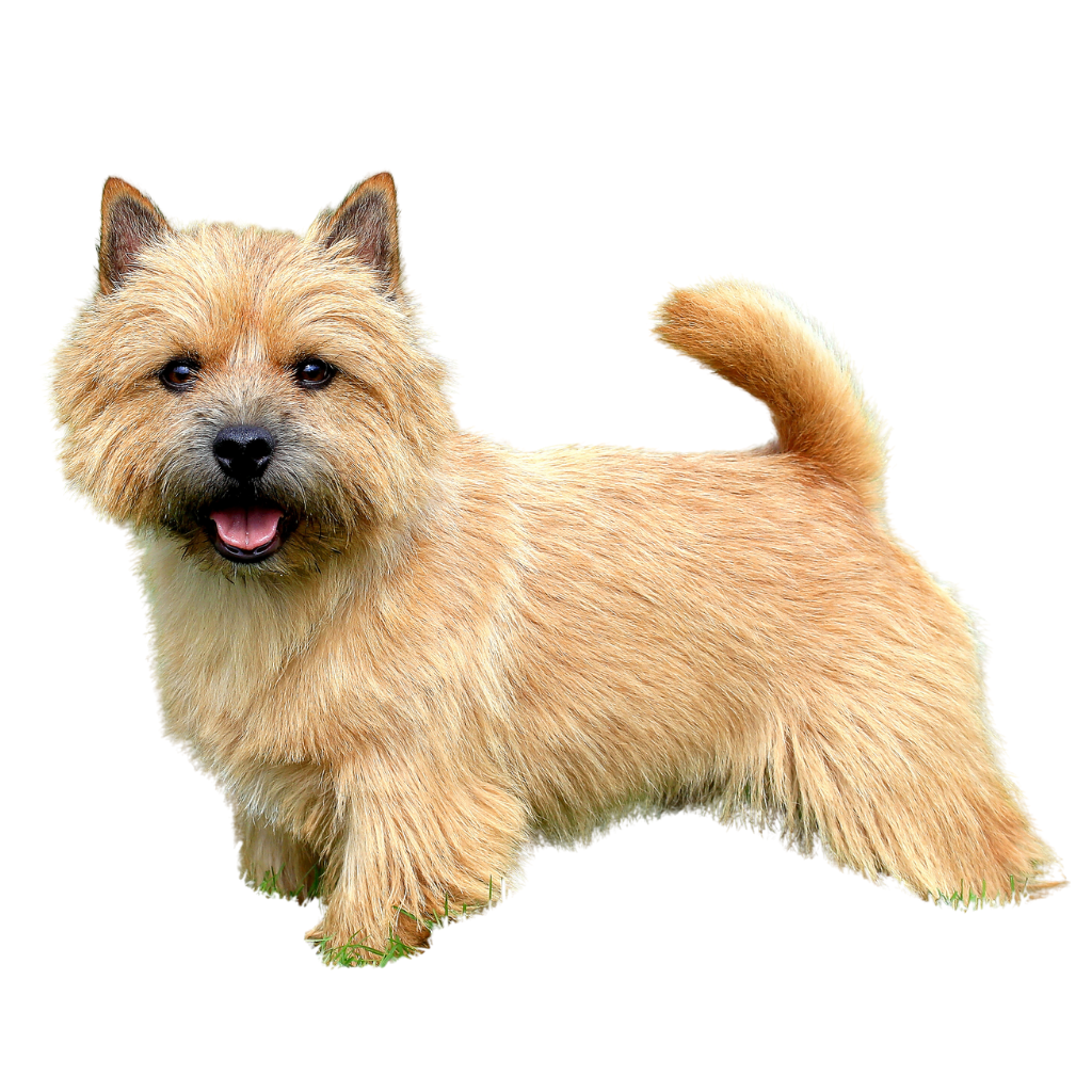 Norwich Terrier