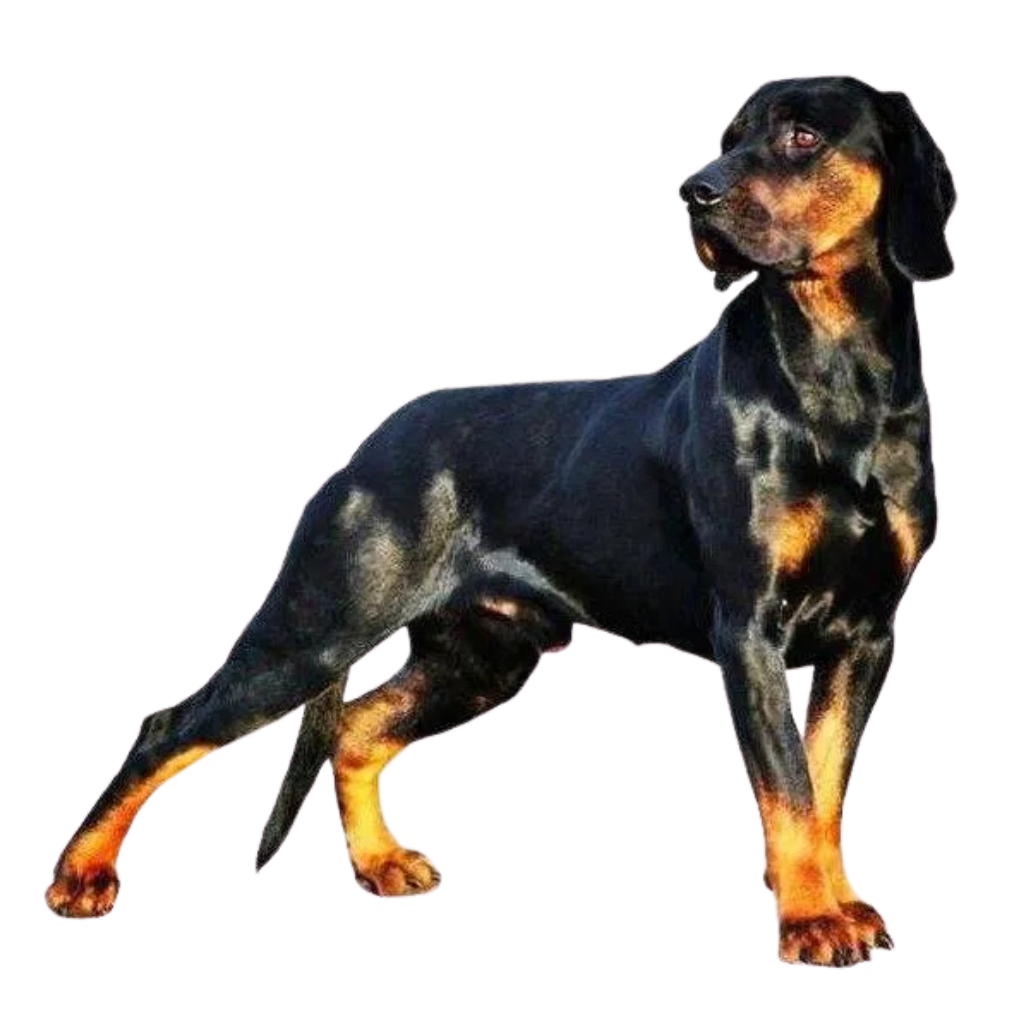 Ogar Polski (Ou Brachet Polonais, Chien courant polonais)