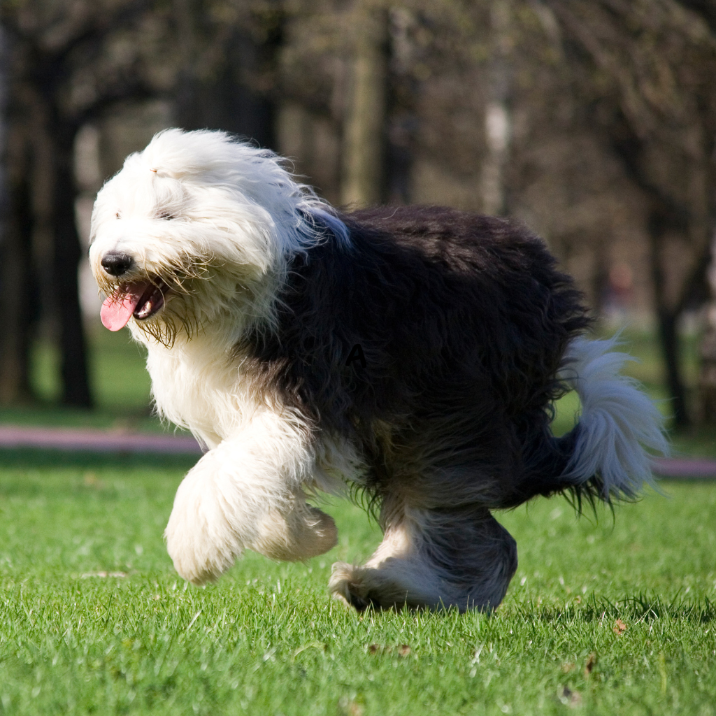  Old English Sheepdog (ou Bobtail) 