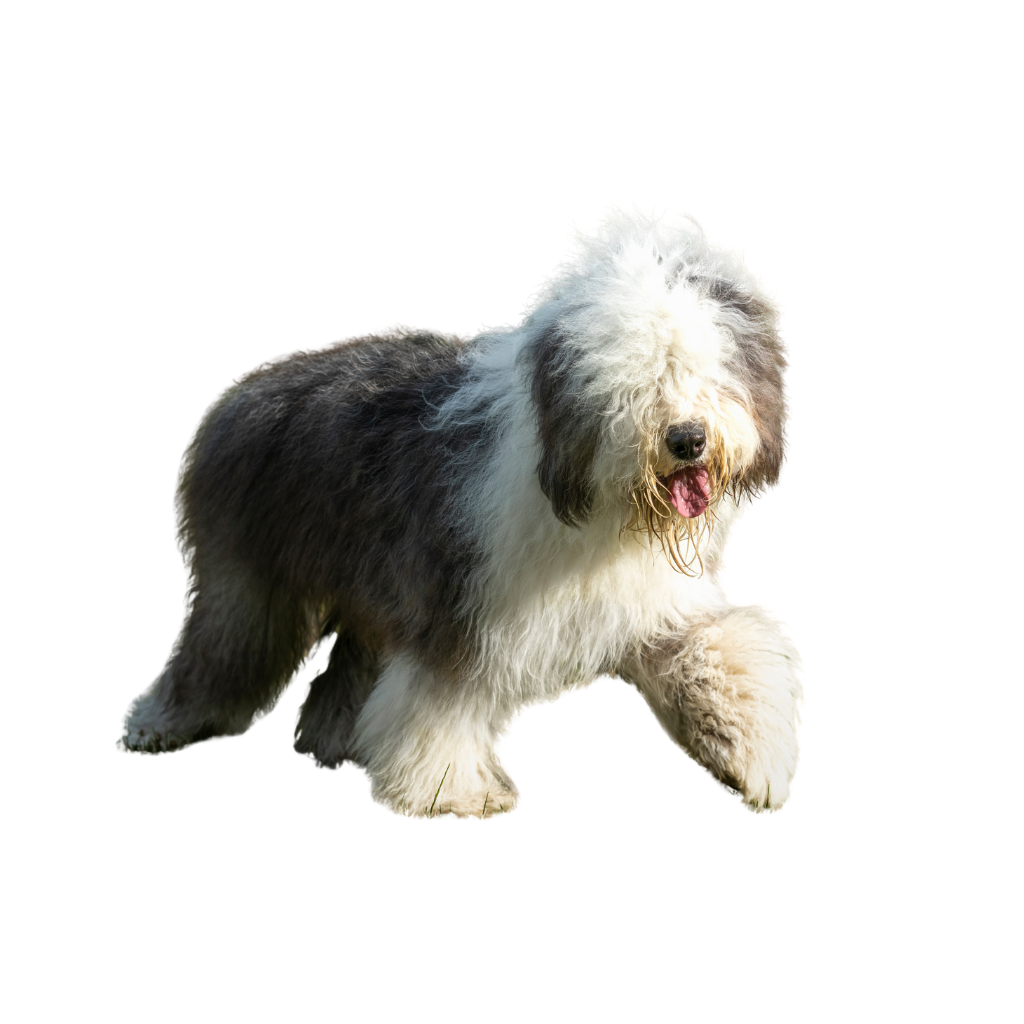  Old English Sheepdog (ou Bobtail) 