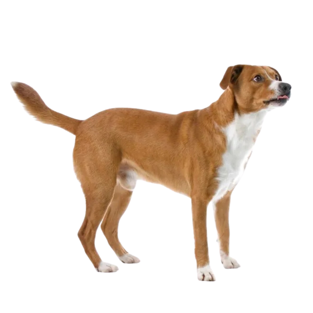 Österreichischer Pinscher (O Pinscher austriaco de pelo corto, Pinscher austriaco)