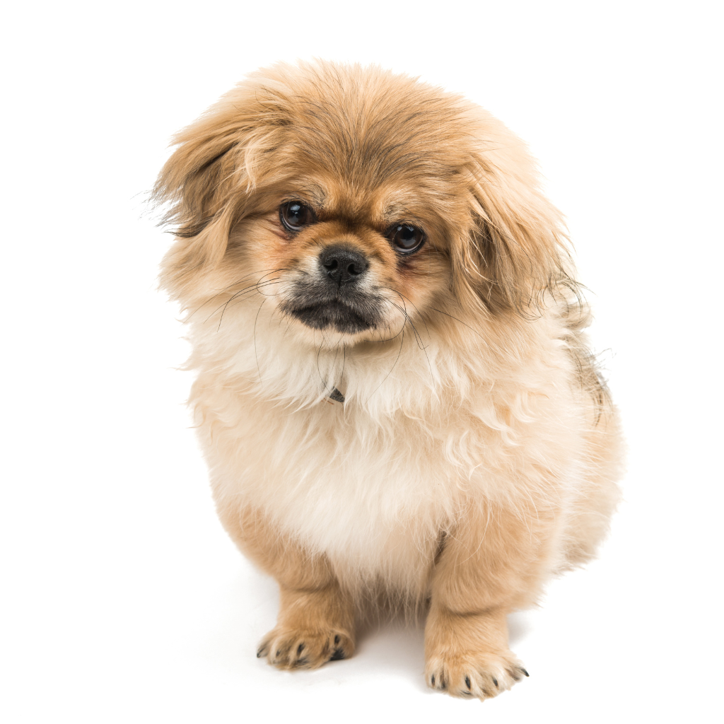 Pekingese (Ou Pekinois, Epagneul pékinois, Epagneul de Pékin)