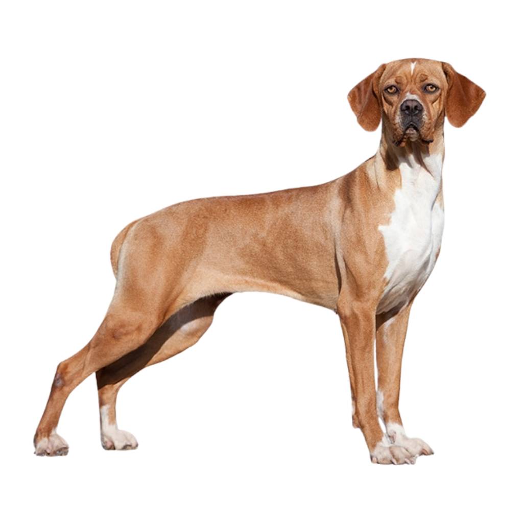 Perdigueiro Português (Ou Chien d'arrêt portugais, Braque Portugais, Portuguese Pointer, Portuguese Pointing Dog)