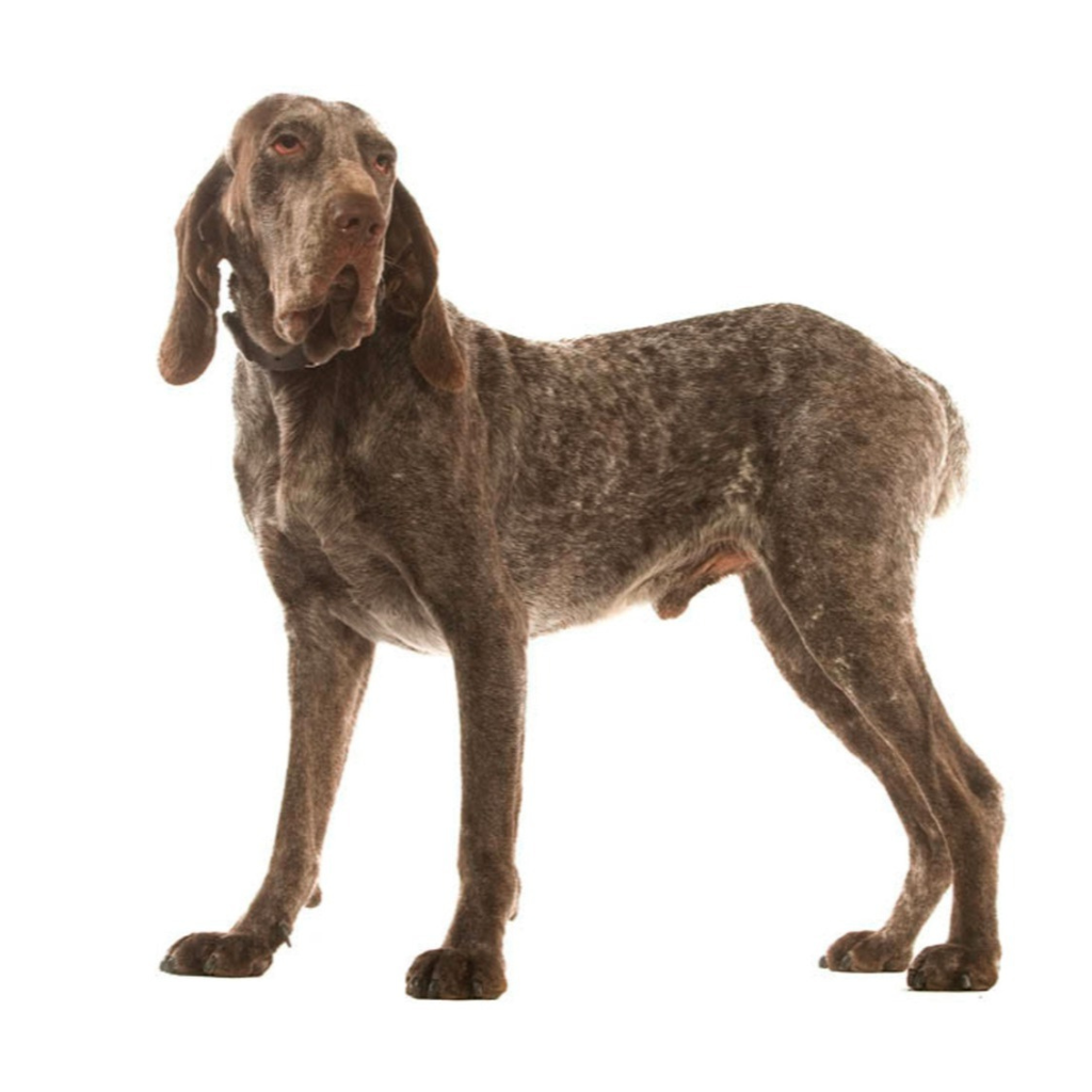 Burgos Pointer (o Spanish Pointer)