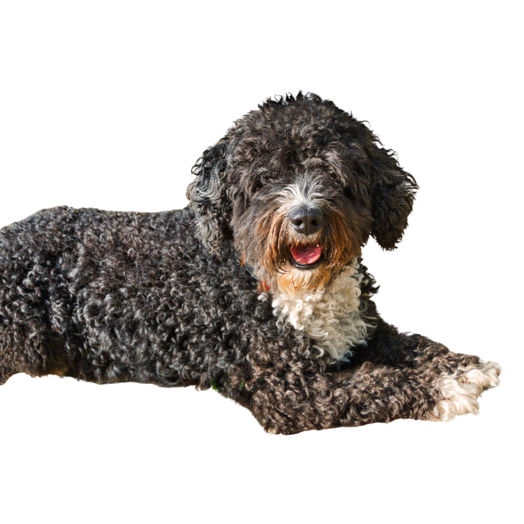 Perro de Agua Español (o Perro de Agua Español, Perro Turco, Perro de Agua Español, Perro de Agua Spaniel)