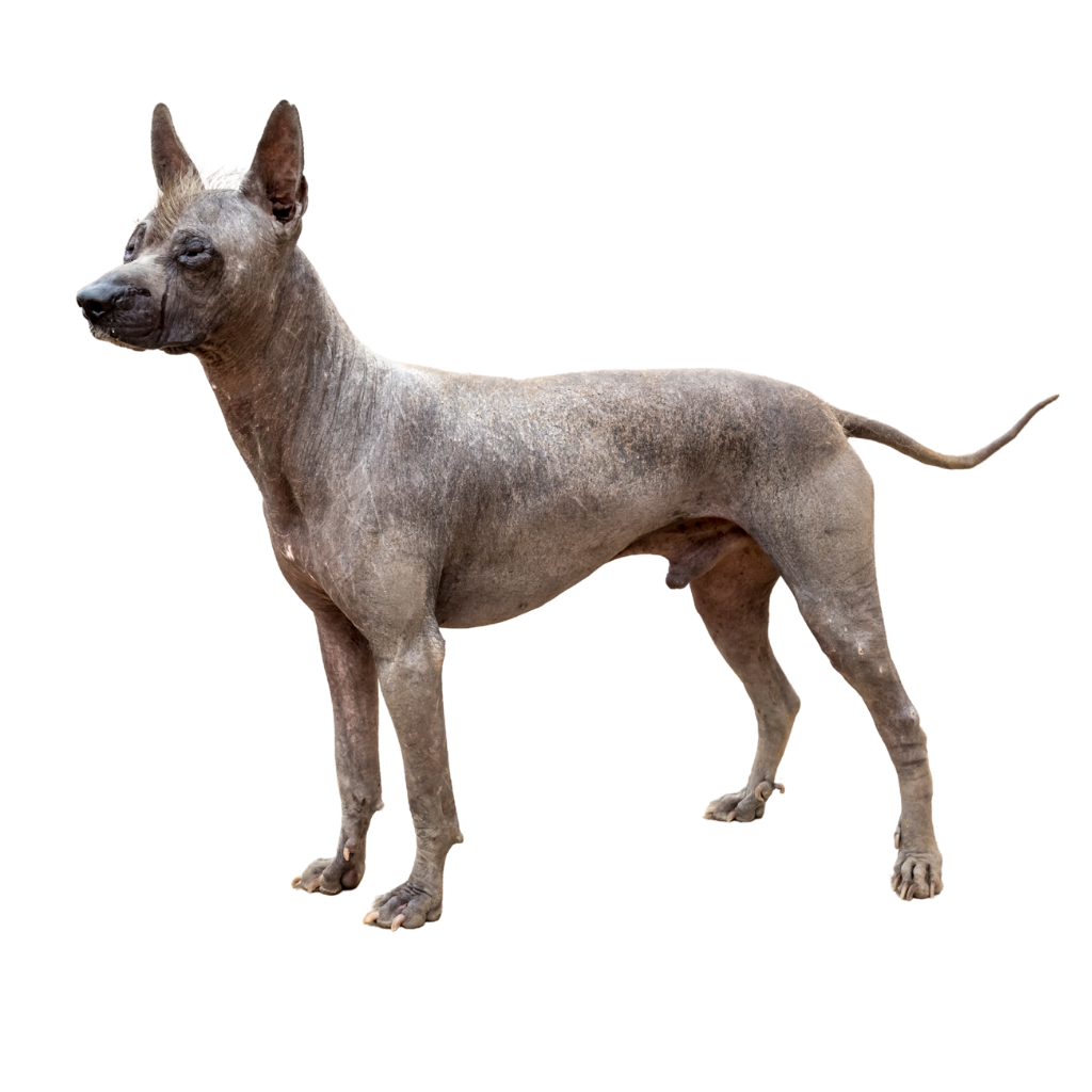Peruaanse Haarloze Hond (Of Chien nu du Pérou, Chien nu péruvien, Chien nu Inca, Peruvian Hairless Dog)