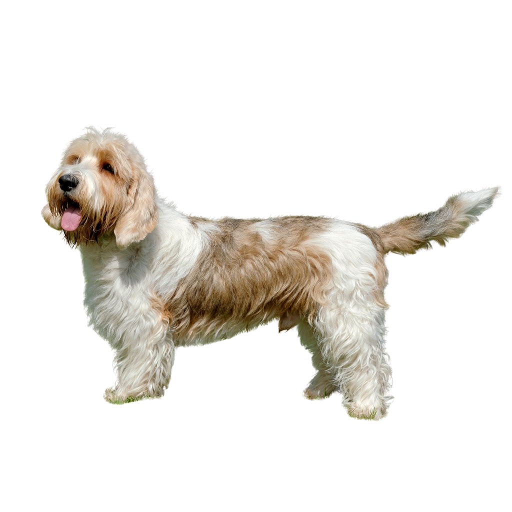 Petit Basset Griffon Vendéen