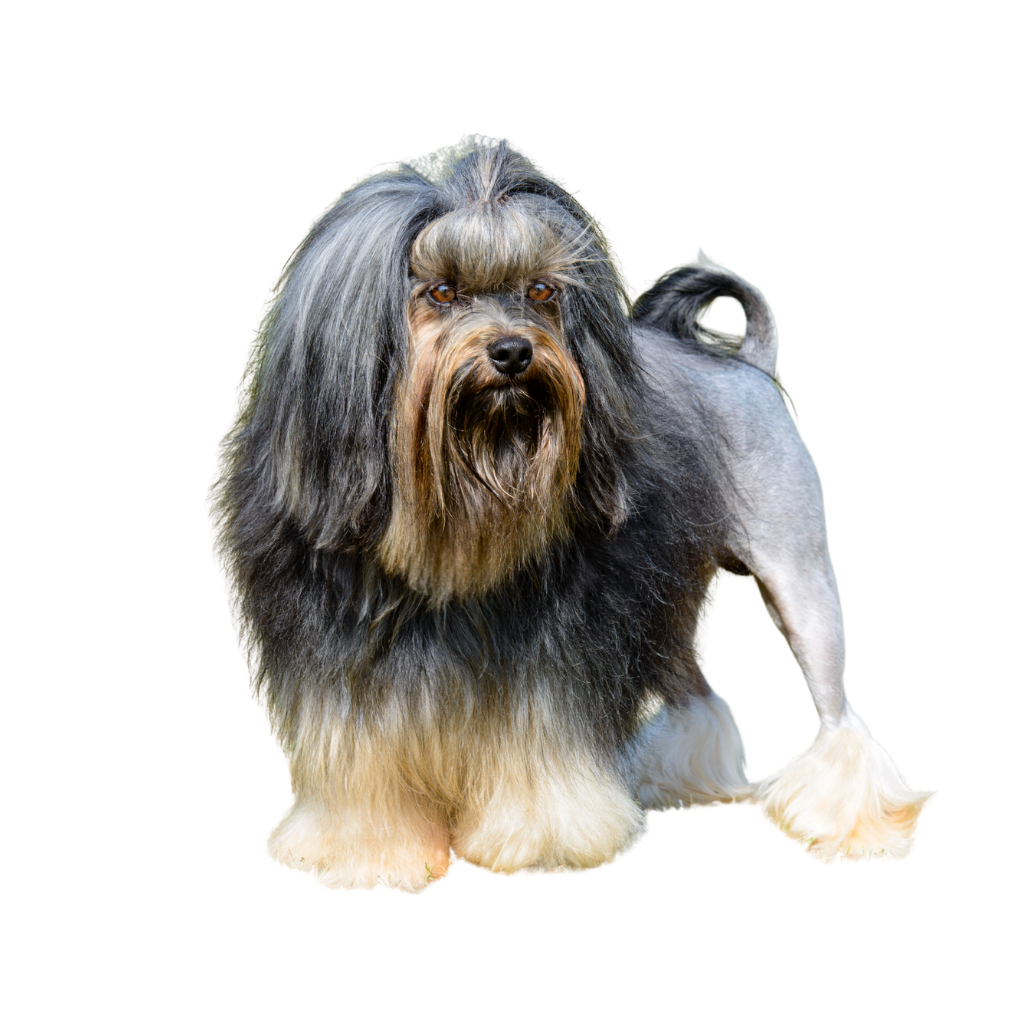 Pequeño Perro León