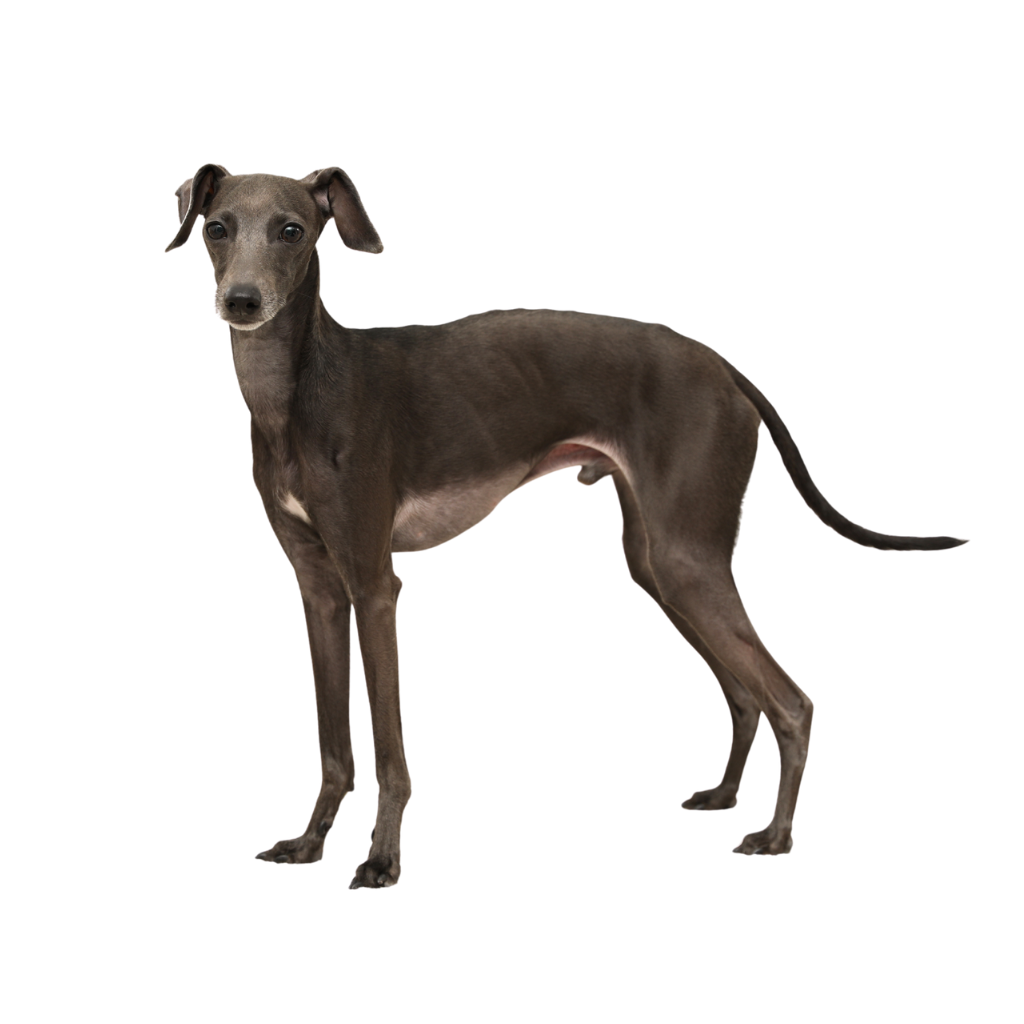 Pequeño Lebrel Italiano (o Pequeño Galgo Italiano, Lebrel de Italia, Galgo Italiano)