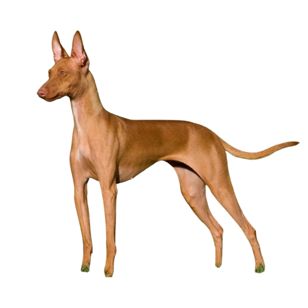 Podenco Canario (or Canarian Warren Hound)