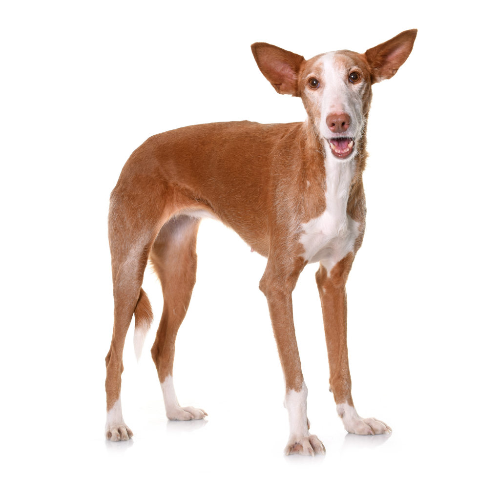 Ibizan Hound (or Podenco Ibicenco, Balearic Rabbit Dog, Ibiza Greyhound)
