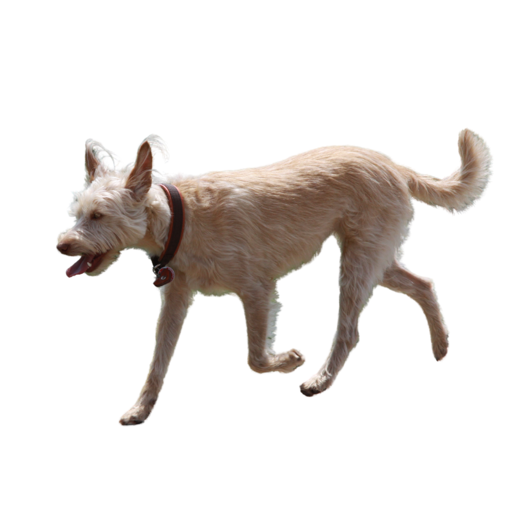 Podengo Português (Of Podengo Portuguais, Portugees konijnenhond)