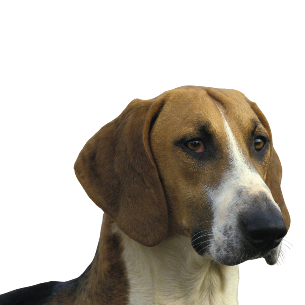 Poitevin (or Poitevin Hound, Dog of Haut Poitou)