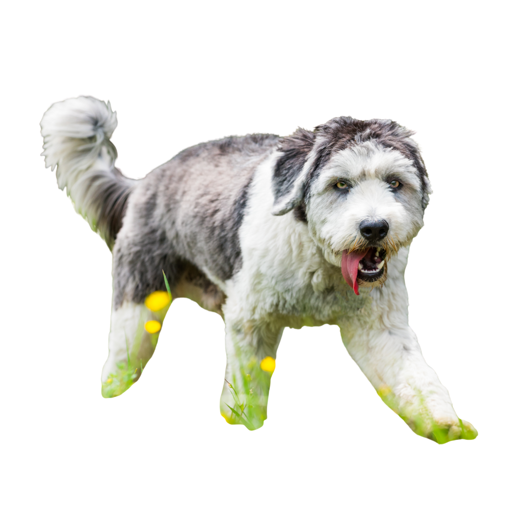 Polish Lowland Sheepdog (also known as Polski Owczarek Nizinny or Ou Berger Polonais de Plaine)