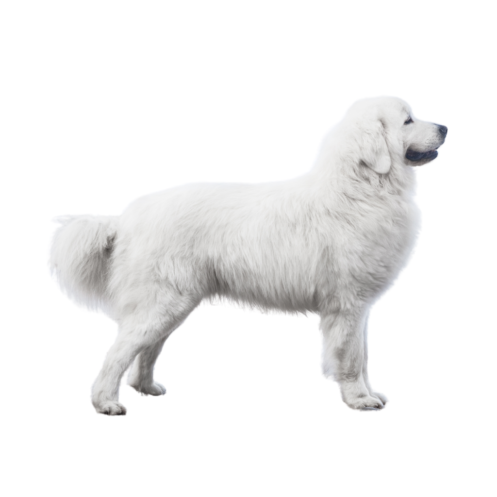 Polski Owczarek Podhalanski (Ou Chien de berger des Tatras)