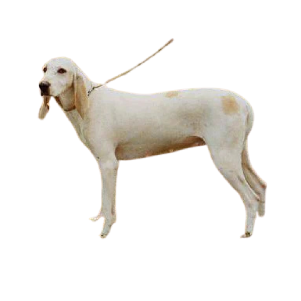 Porcelaine (Ou Chien de Franche-Comté, Briquet Franc-comtois, Chien de Lunéville)