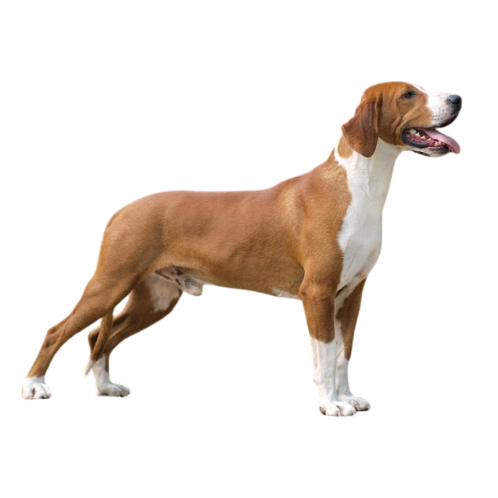 Posavski Gonic (Of Posavatz Hound, Hound from the valley of Save, Hound from the Kras basin)