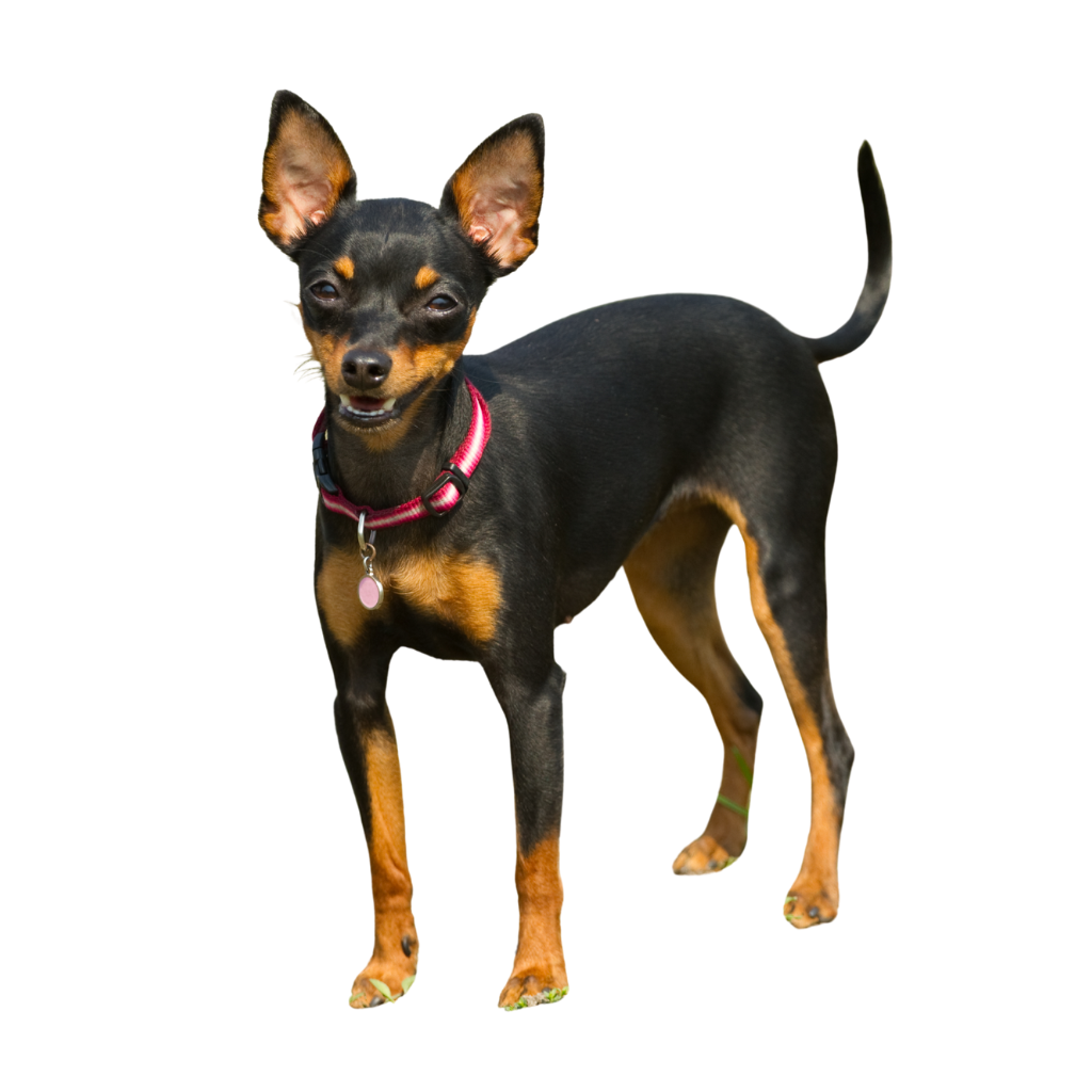 Prazsky Krysarik (Of Ratier van Praag)