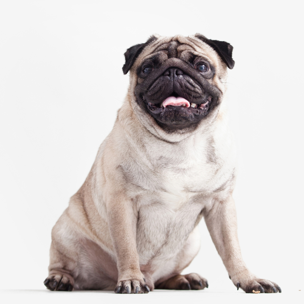 Pug (Ou Carlin)