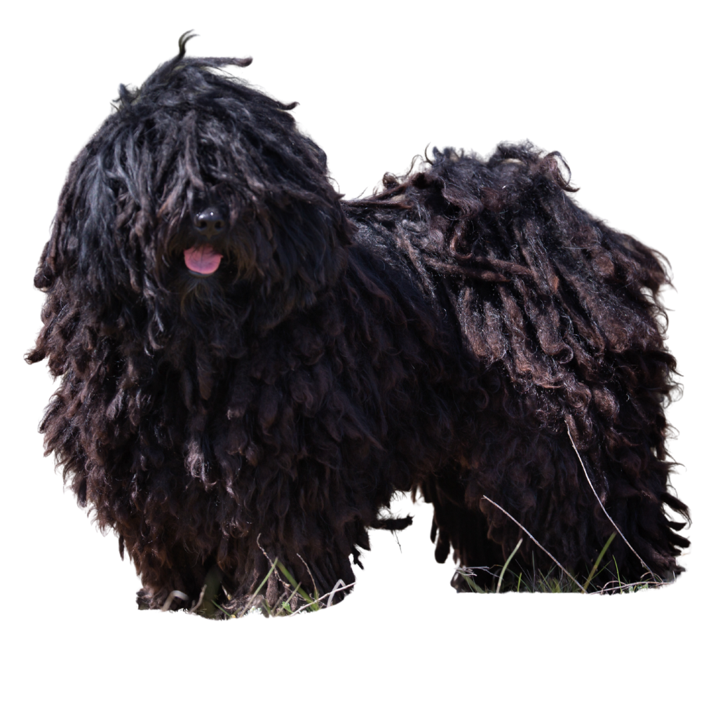 Puli (of Hongaarse Herder)