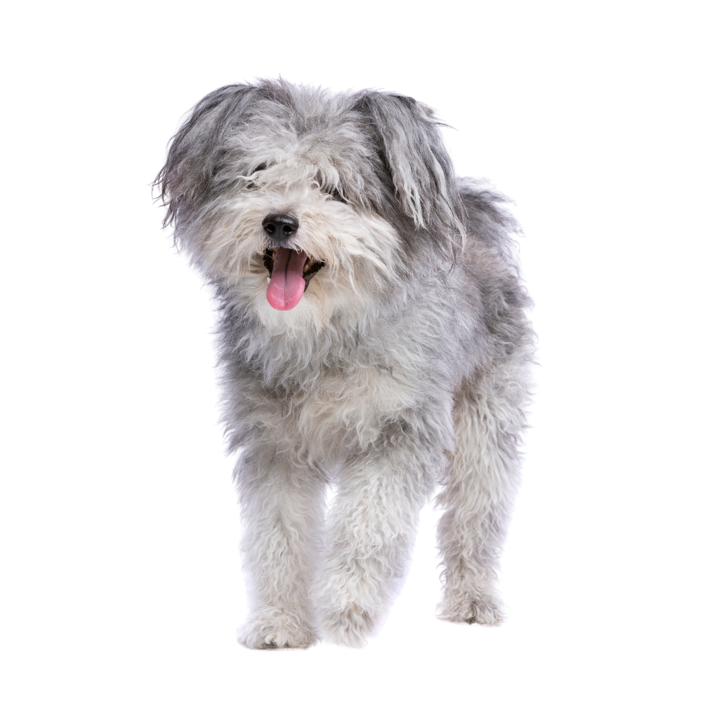 Pumi (Ou Pumi Hongrois) 