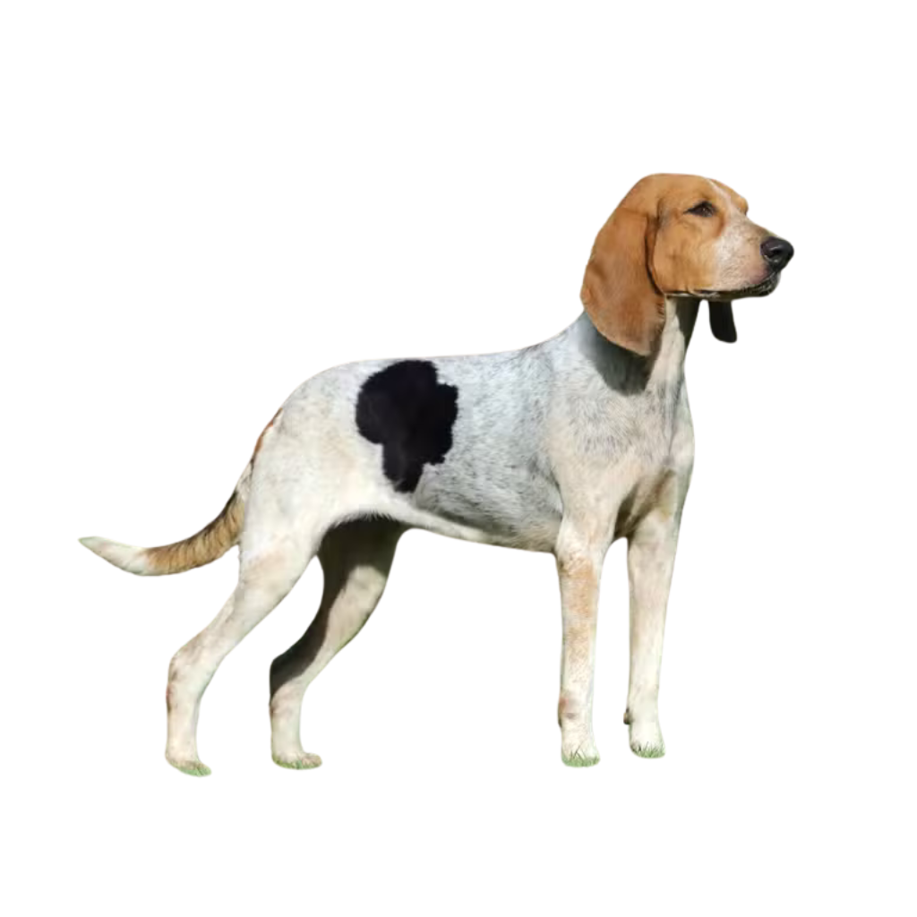 Rastraedor Brasileiro (Of Braziliaanse Speurhond)