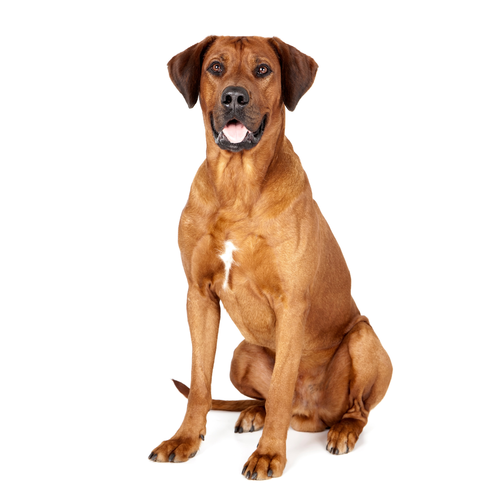 Rhodesian Ridgeback (Ou Chien de Rhodésie à crête dorsale, African Lion Hound) 