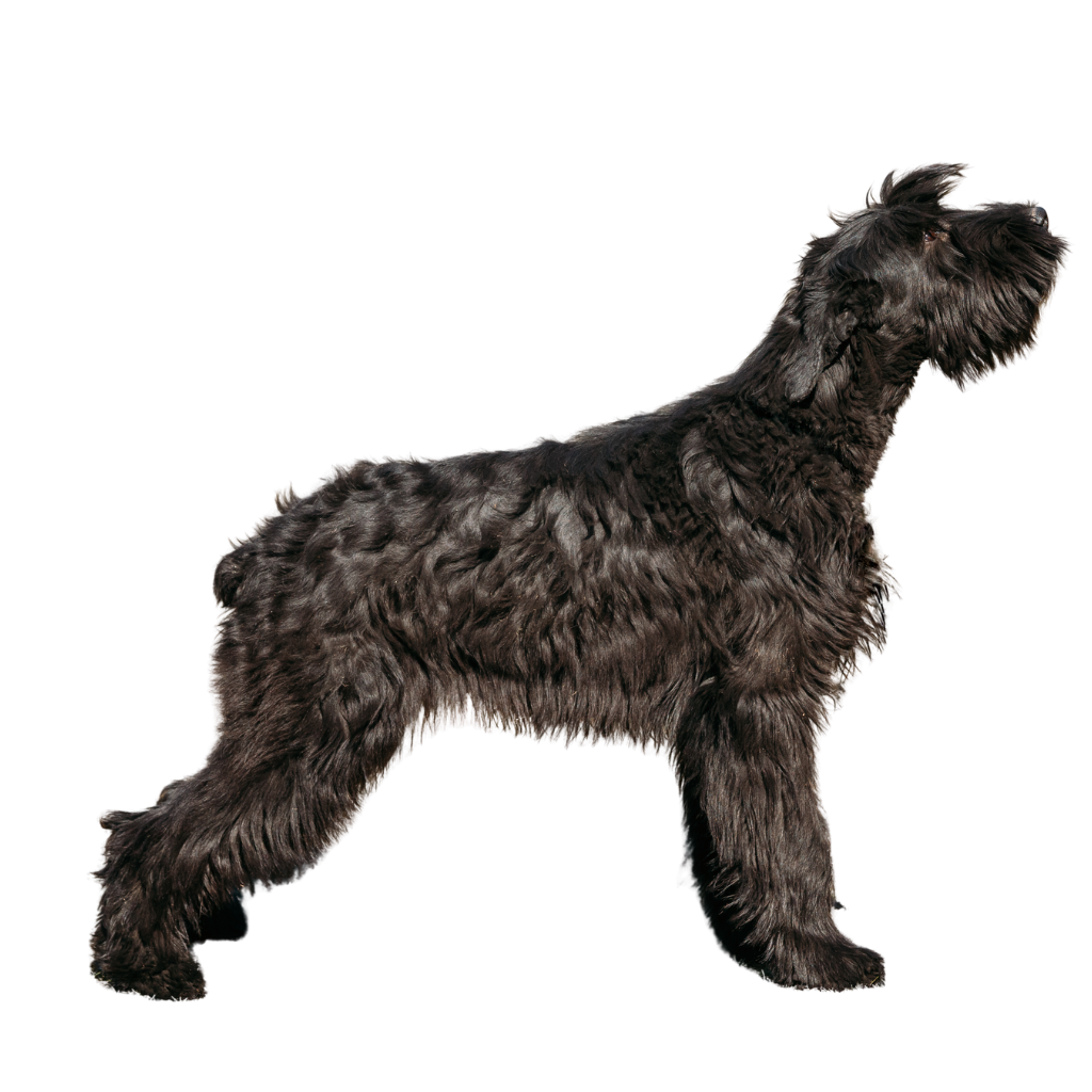 Riesenschnauzer (of Schnauzer, Dwergschnauzer, Standaardschnauzer, Riesenschnauzer)