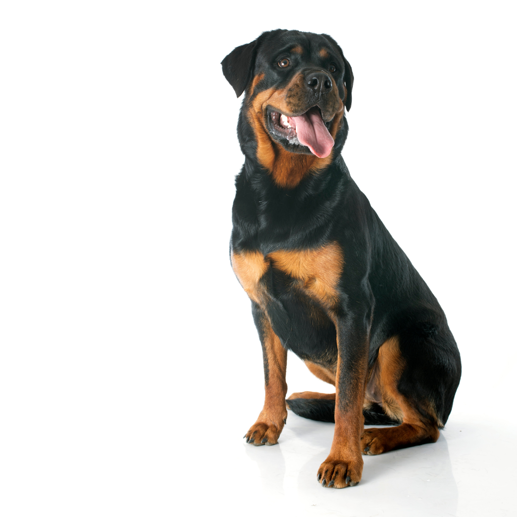 Rottweiler (Ou Bouvier Allemand, Chien de Boucher de Rottweil, Rott)