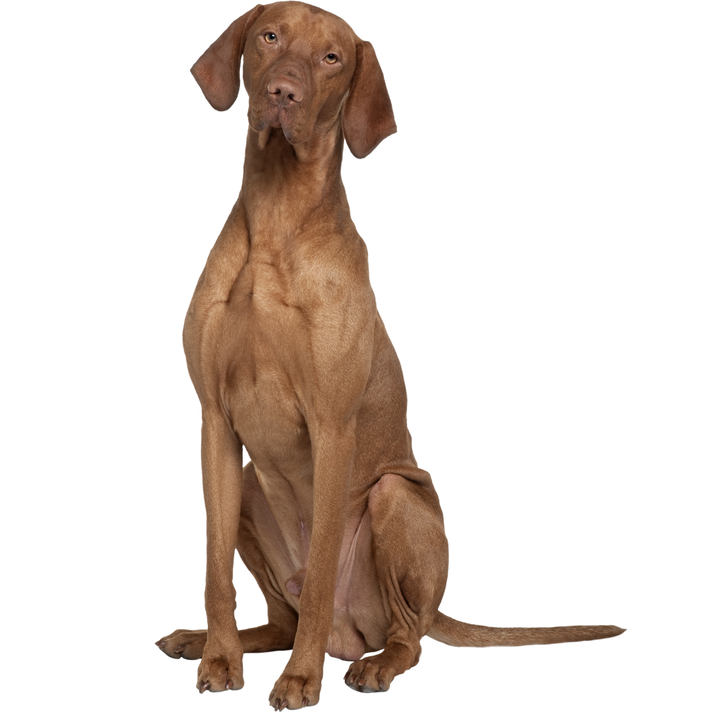 Rövidszörü Magyar Vizsla (Ou Braque Hongrois à poil court, Braque Hongrois, Rövidszörü Magyar Vizsla)