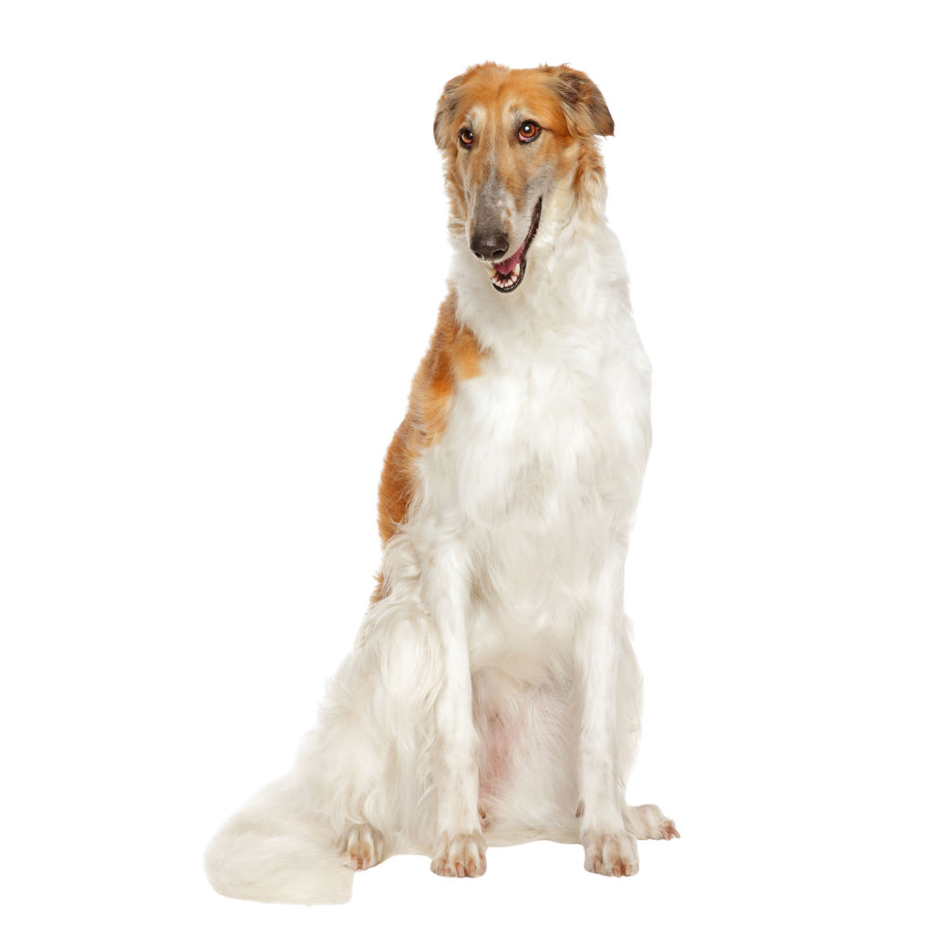 Russkaya Psovaya Borzaya (Ou Barzoï, Lévrier Russe, Borzoi)