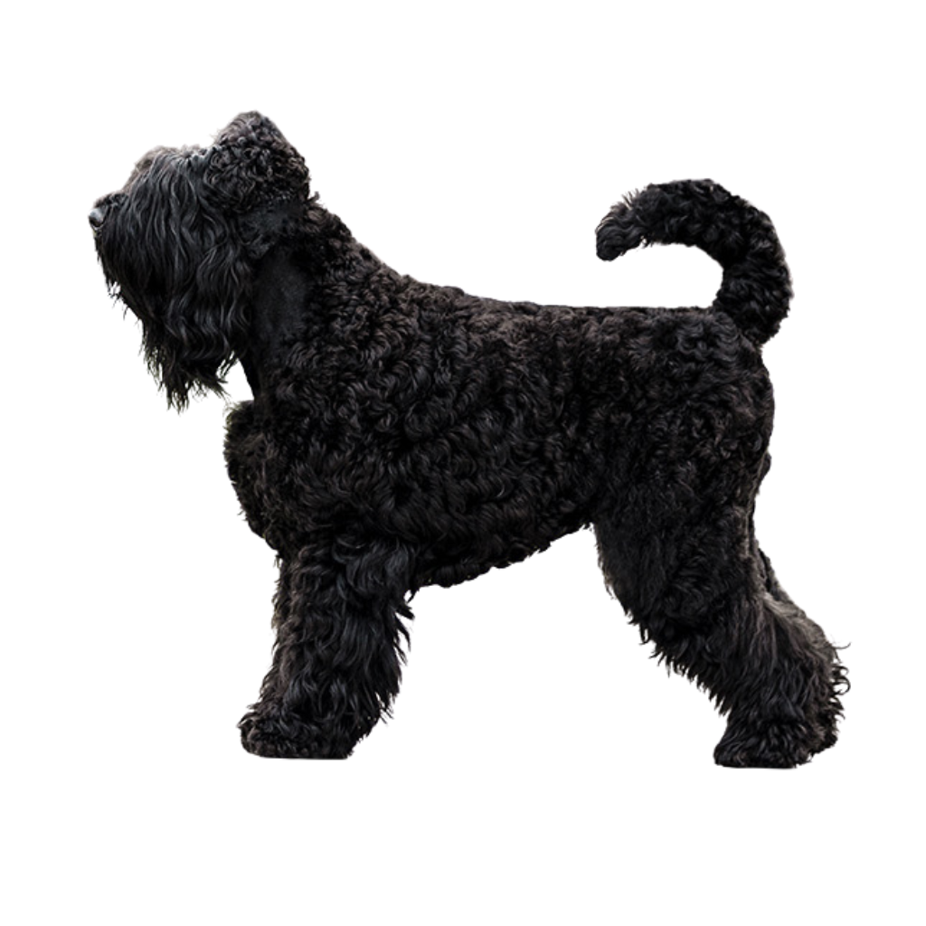 Russkiy Tchiorny Terrier (or Black Russian Terrier, Tchiorny Terrier)