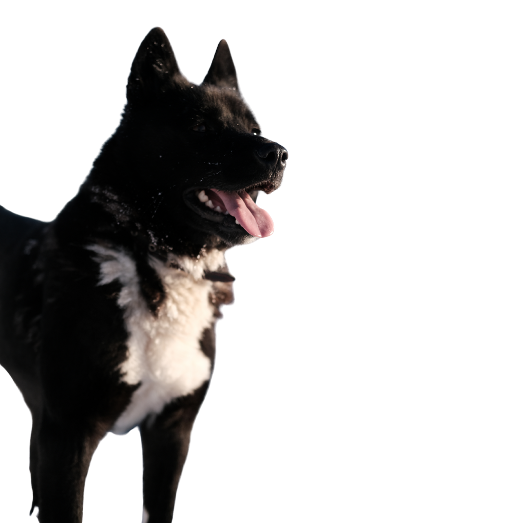 Russko-European Laika (or Russo-European Laika)