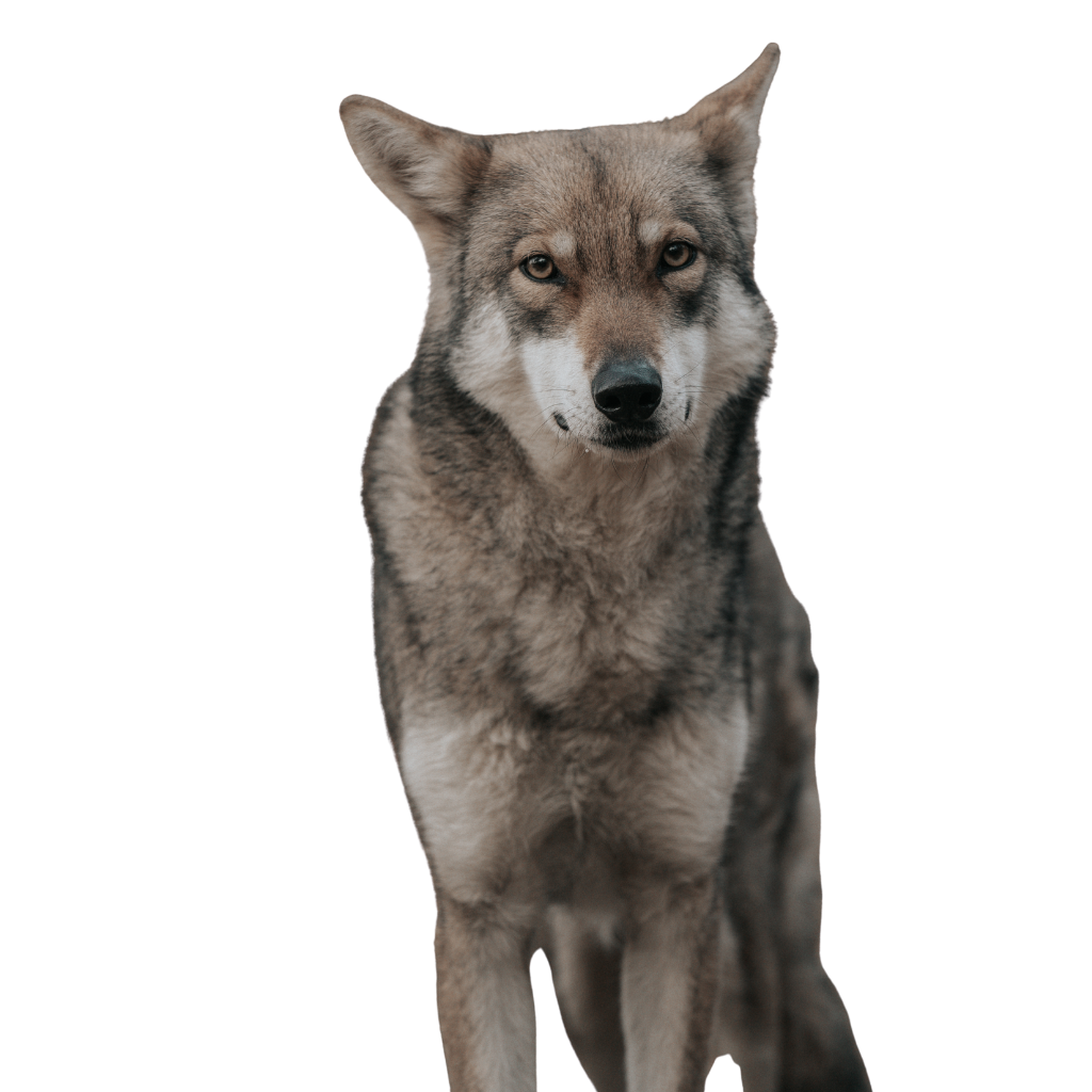 Saarlooswolfhond (or Saarloos Wolfdog)